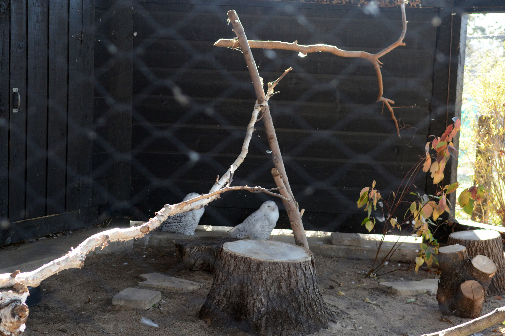 Scenes from Baraboo's Ochsner Park Zoo, Nov. 7, 2020